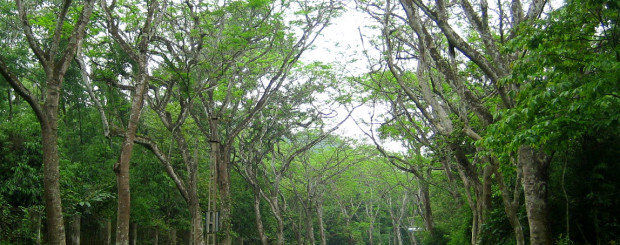 Cuc Phuong park Ninh Binh