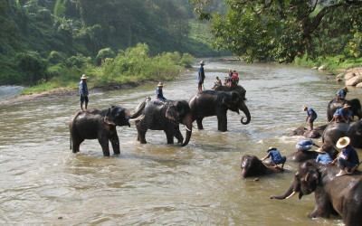 Elephant camp in Luang Prabang